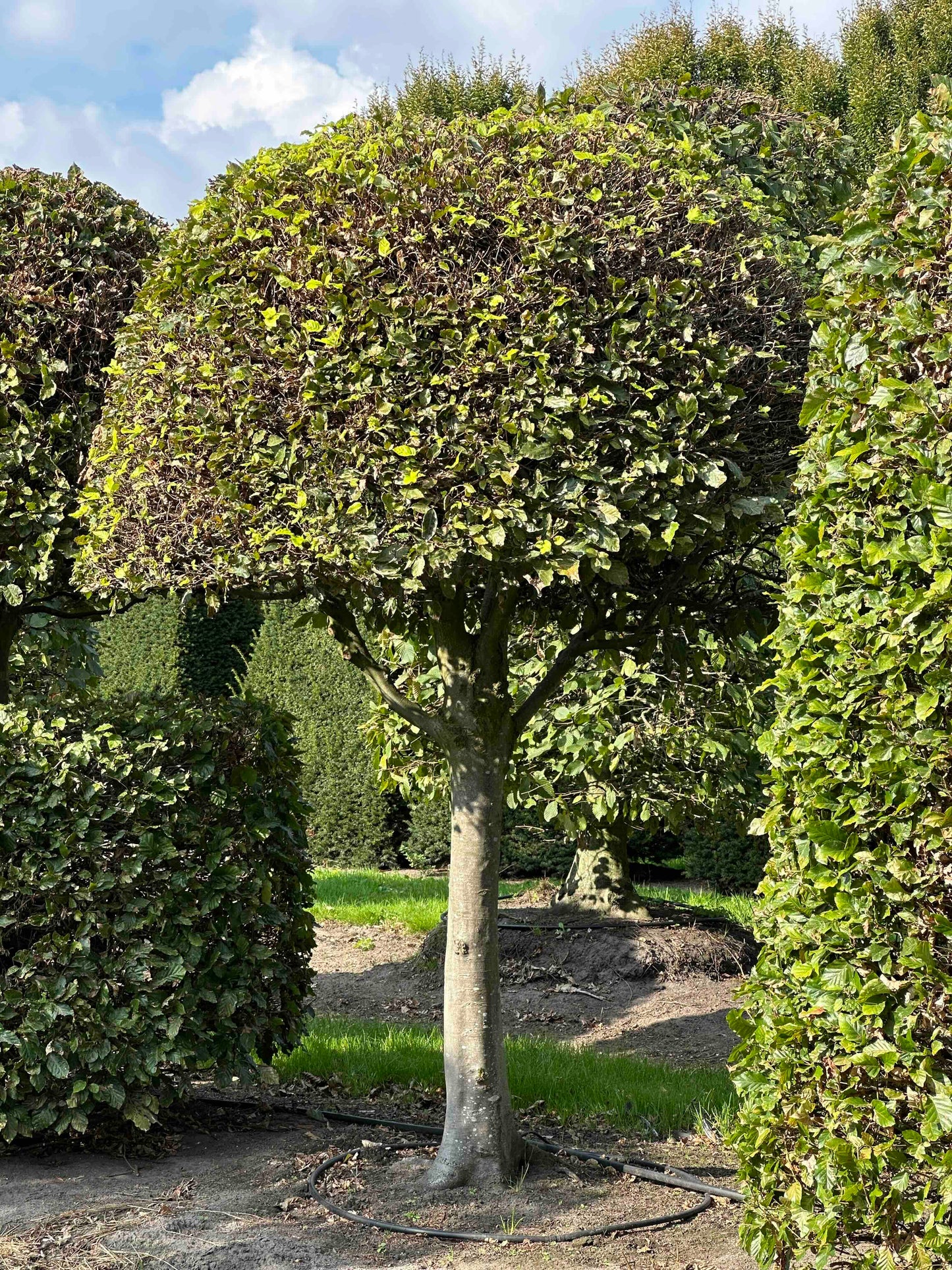FS TOPIARY #120