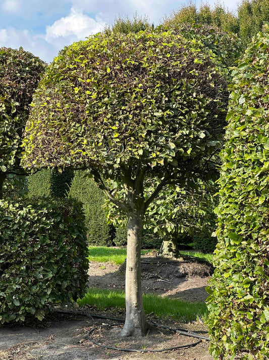 FS TOPIARY #120