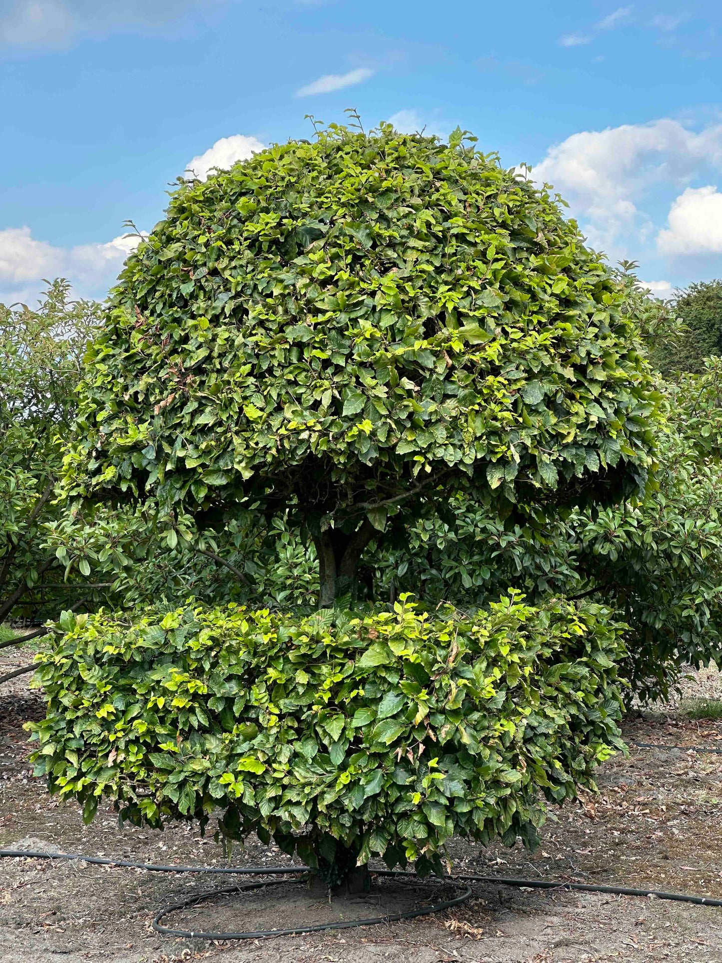 FS TOPIARY #177