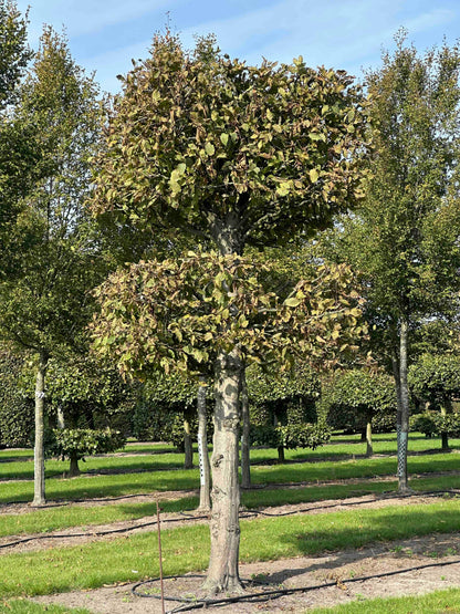 CB TOPIARY #140