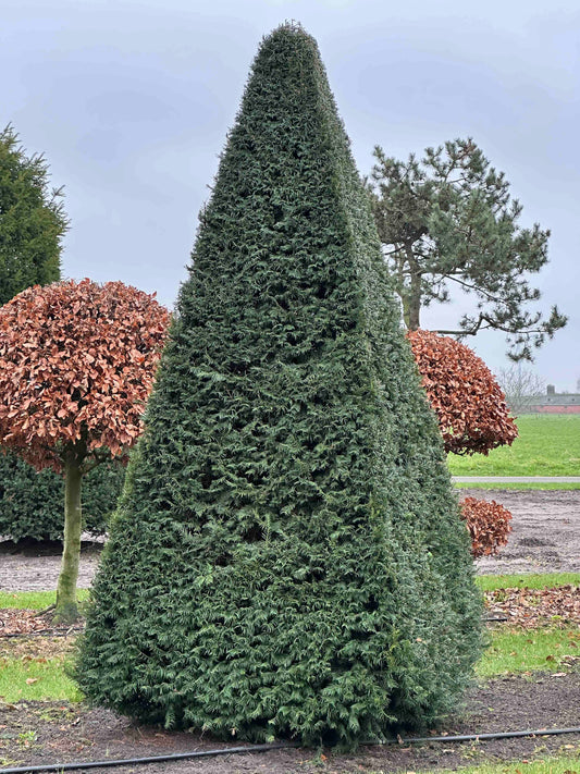 TB TOPIARY #267