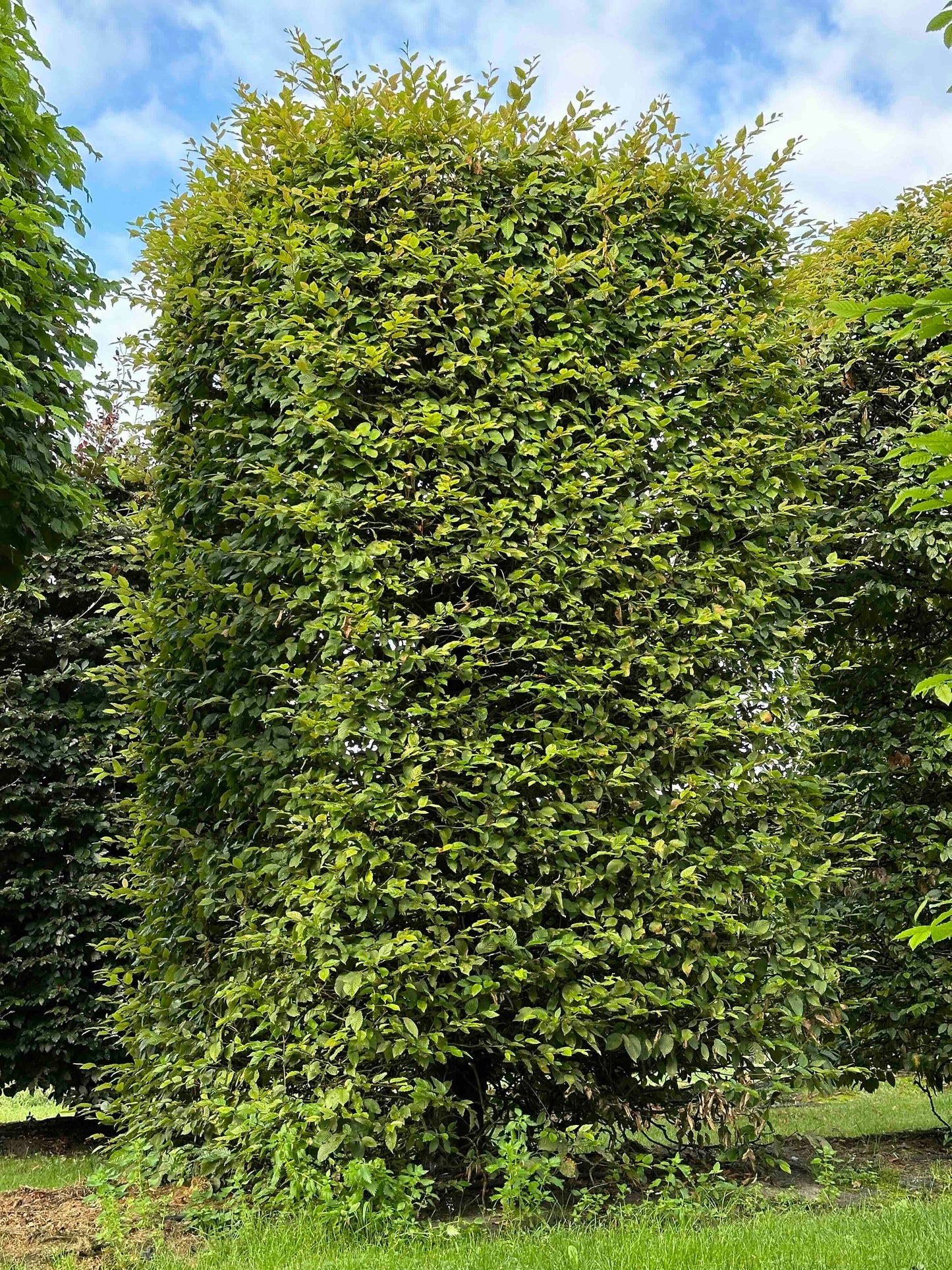 CB TOPIARY #083
