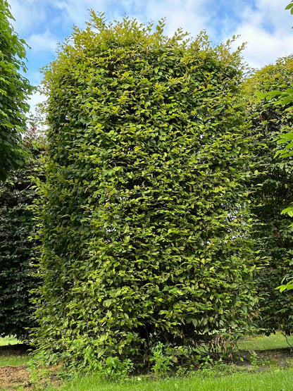 CB TOPIARY #083