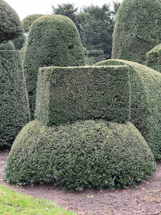 TB TOPIARY #415