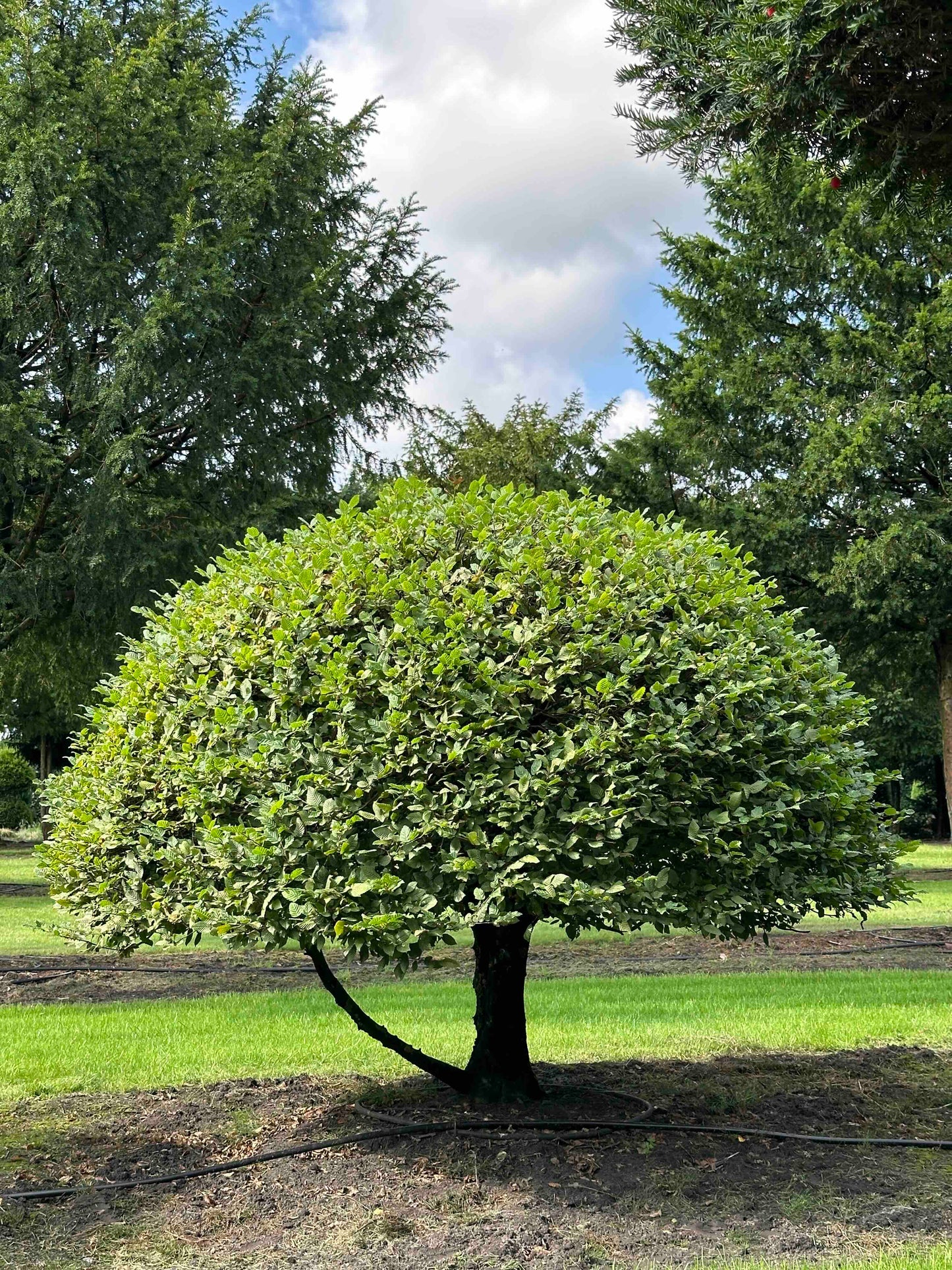CB TOPIARY #171