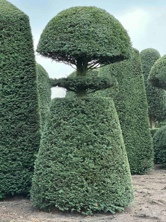 TB TOPIARY #192