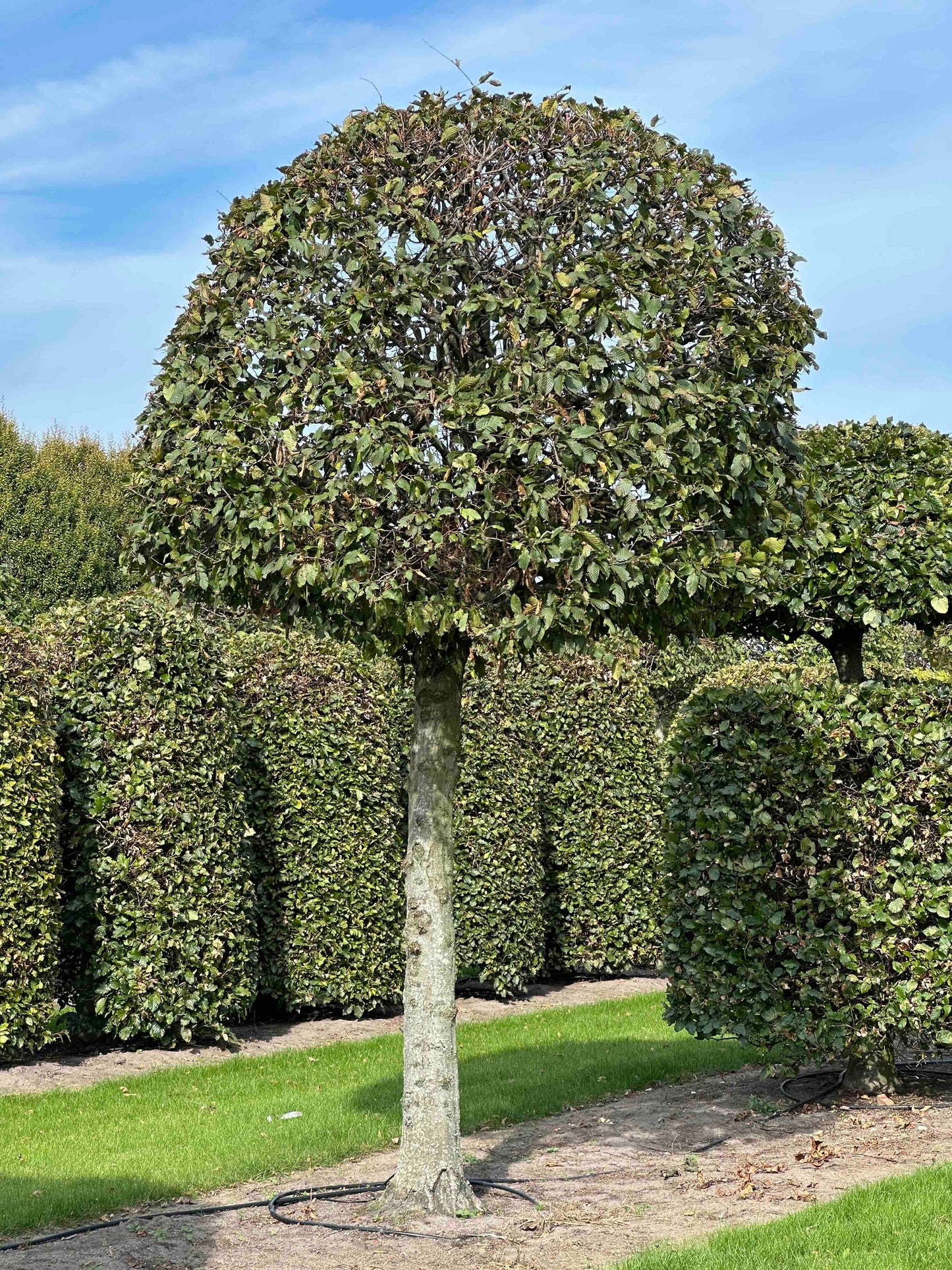 CB TOPIARY #149