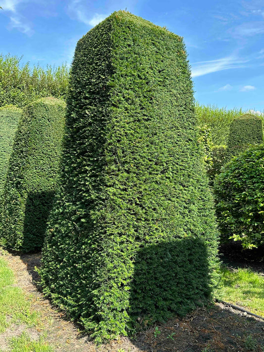 TB TOPIARY #054