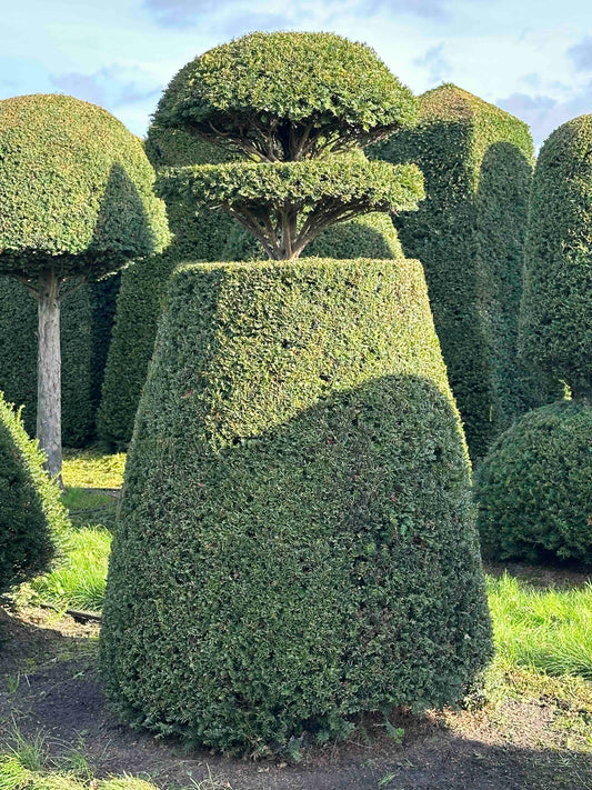 TB TOPIARY #282
