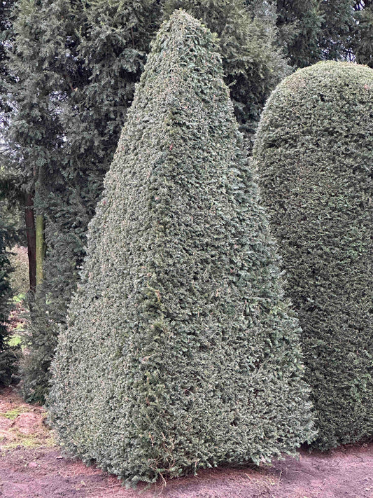 TB TOPIARY #478