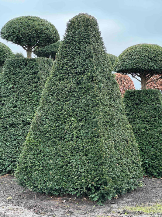 TB TOPIARY #225