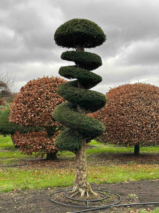 TB TOPIARY #357
