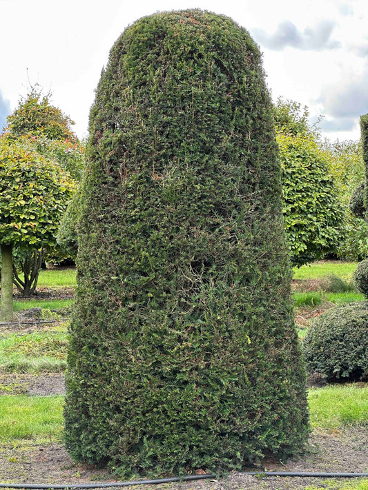 TB TOPIARY #327