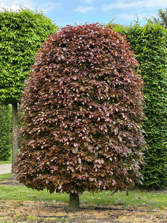 FSA TOPIARY #19