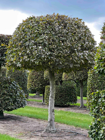CB TOPIARY #146