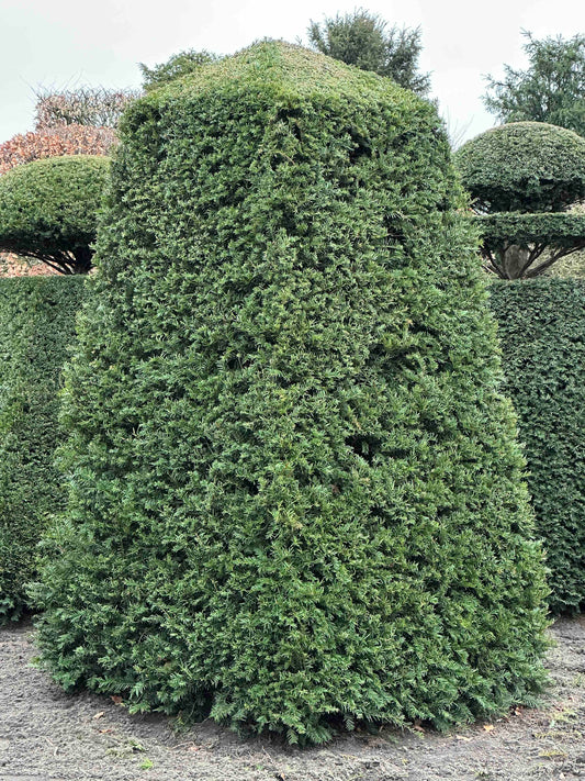TB TOPIARY #112