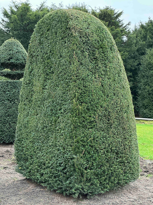 TB TOPIARY #422
