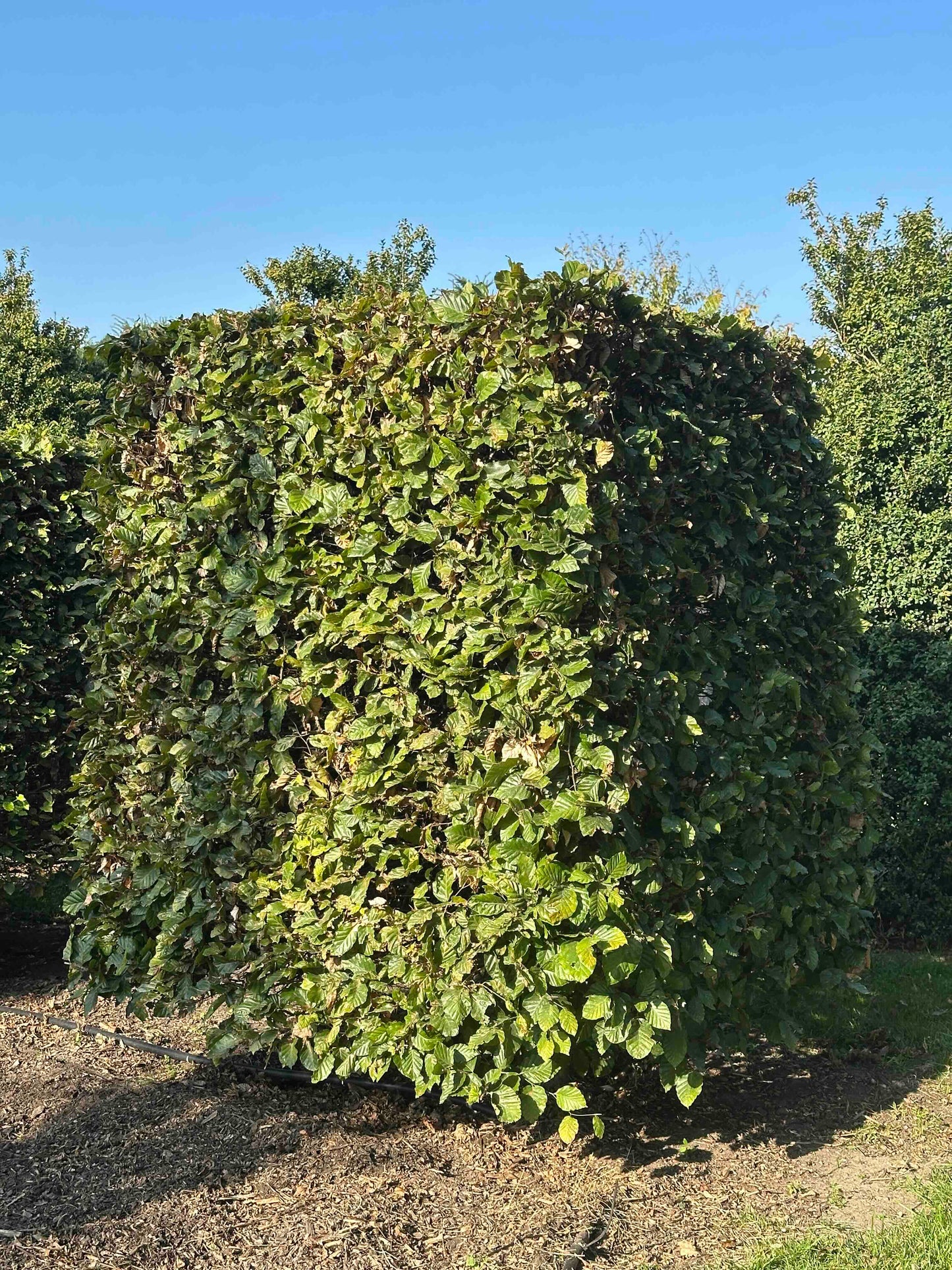 FS TOPIARY #038