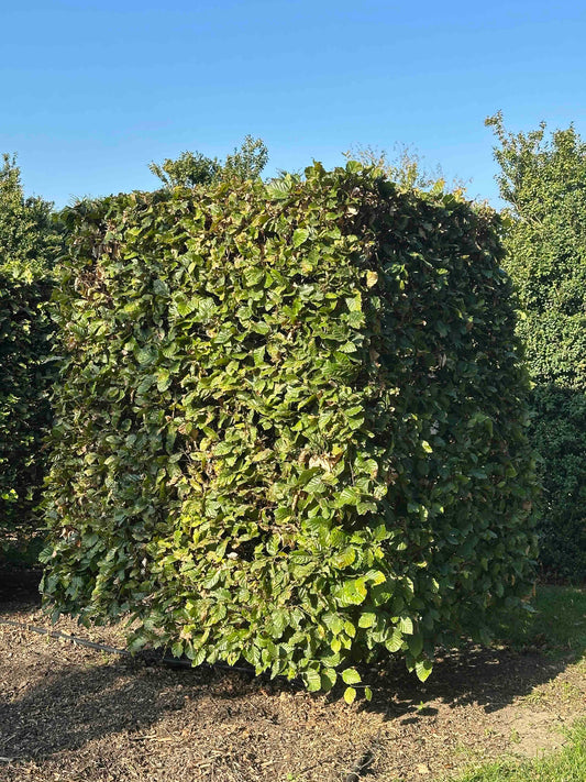 FS TOPIARY #038