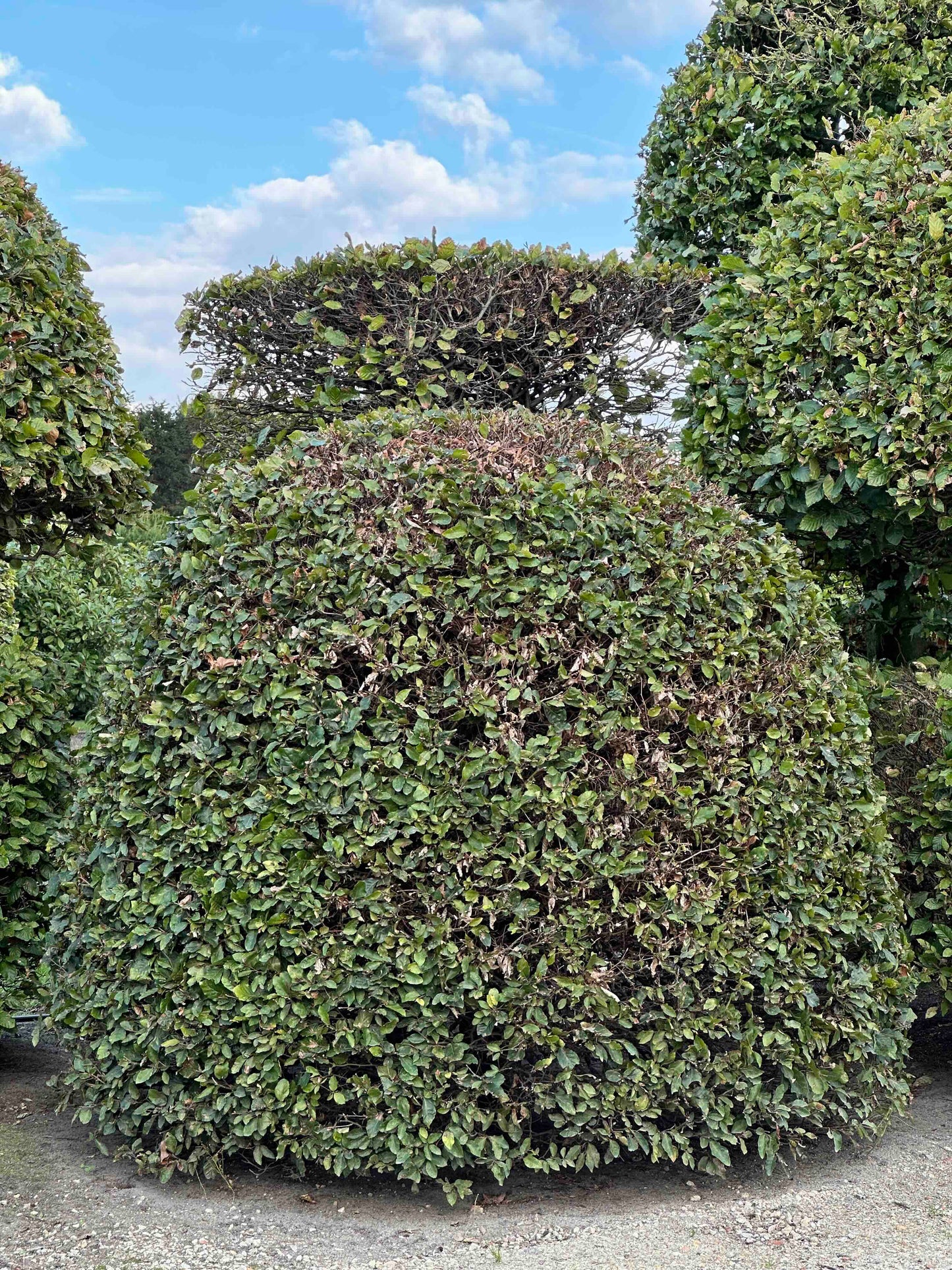 FS TOPIARY #148