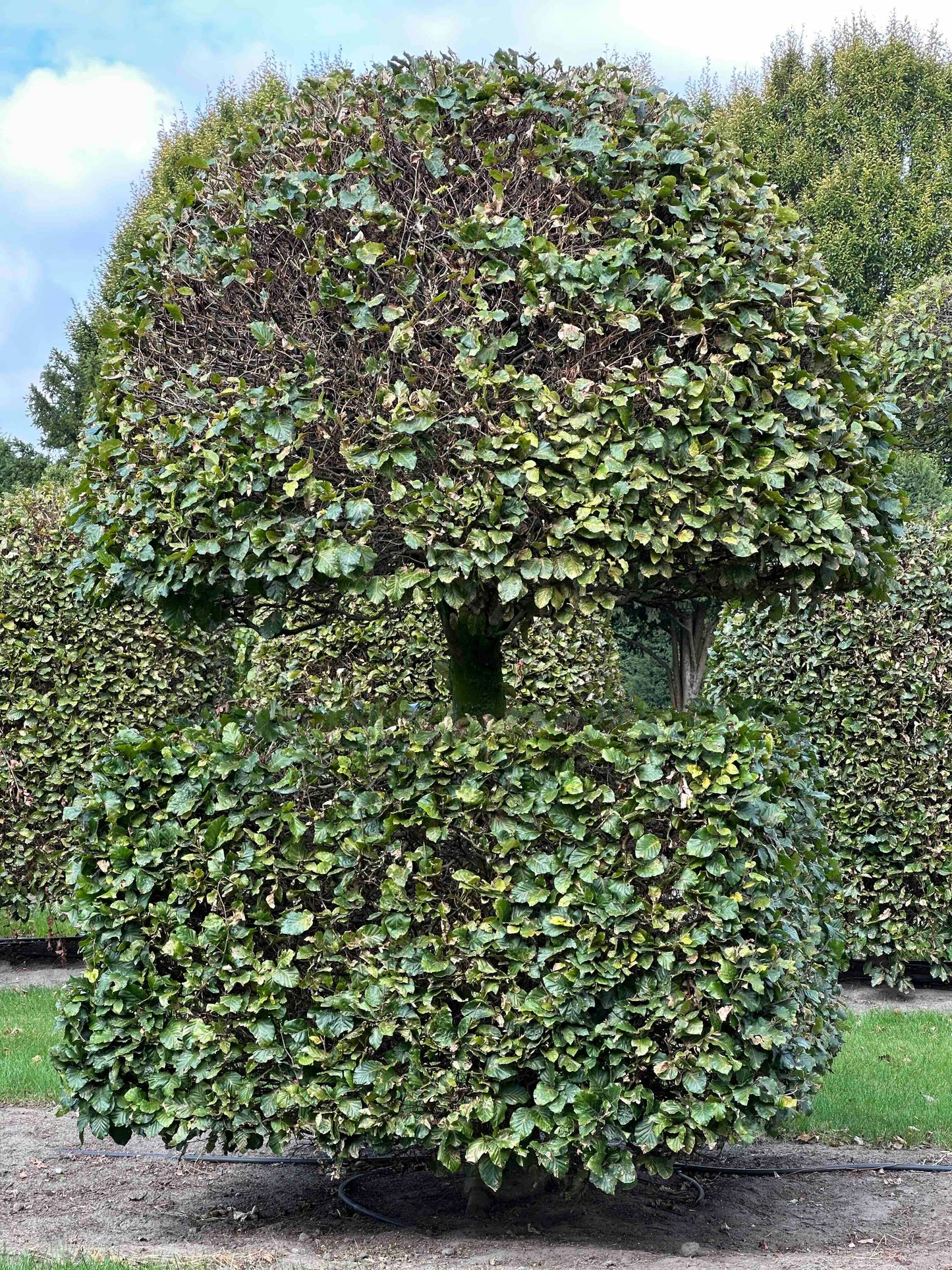 FS TOPIARY #100