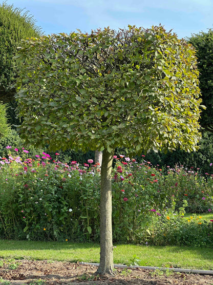 CB TOPIARY #113