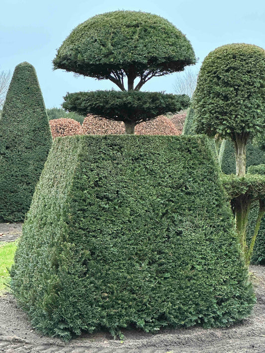 TB TOPIARY #210
