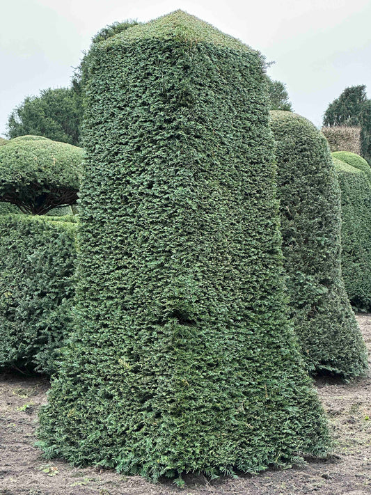 TB TOPIARY #118