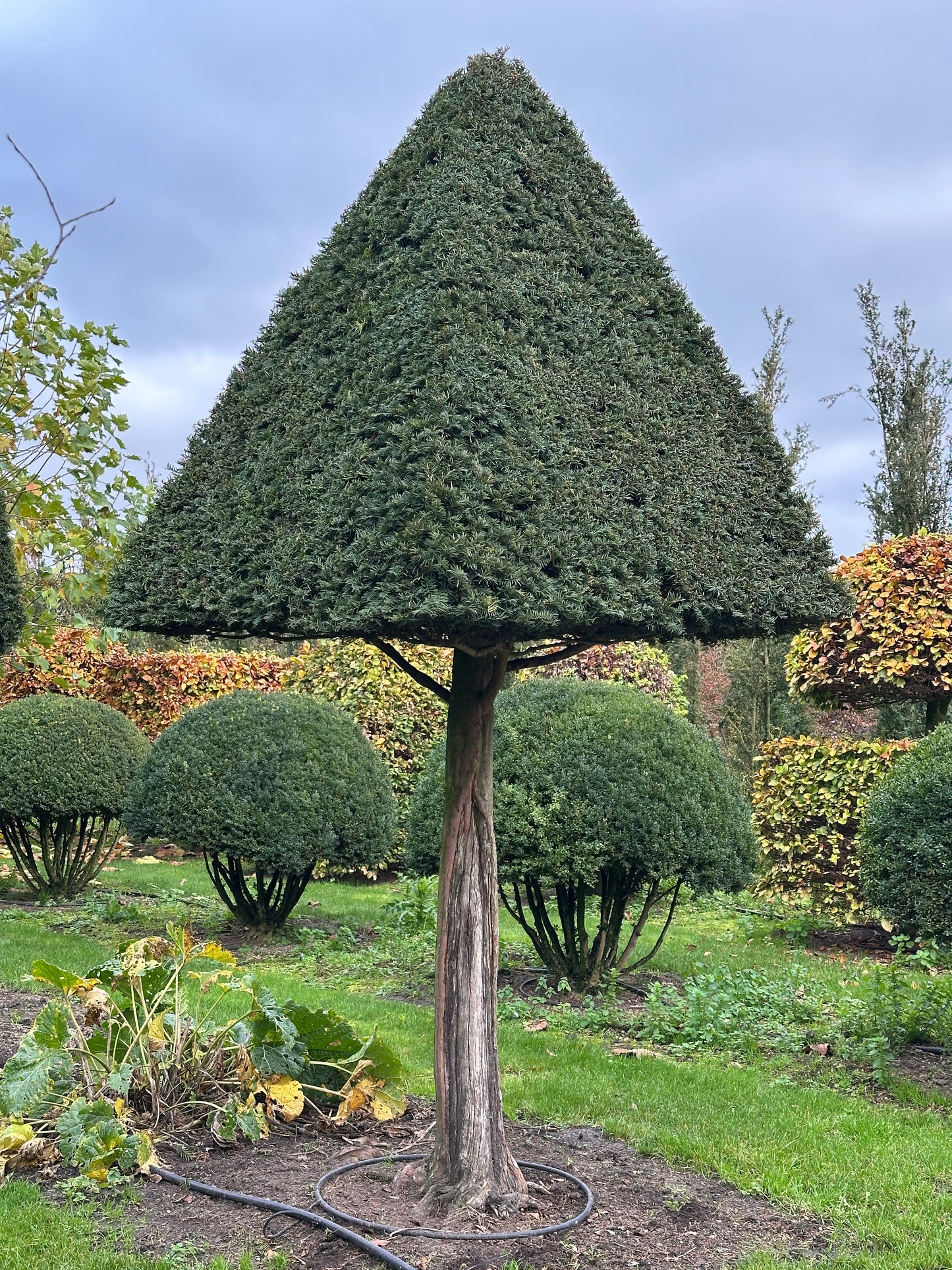 TB TOPIARY #542