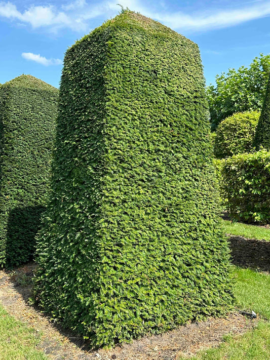 TB TOPIARY #046