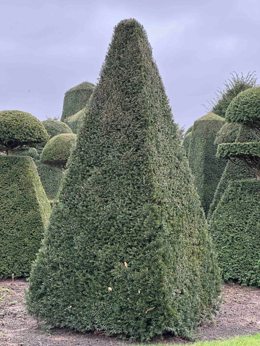 TB TOPIARY #244