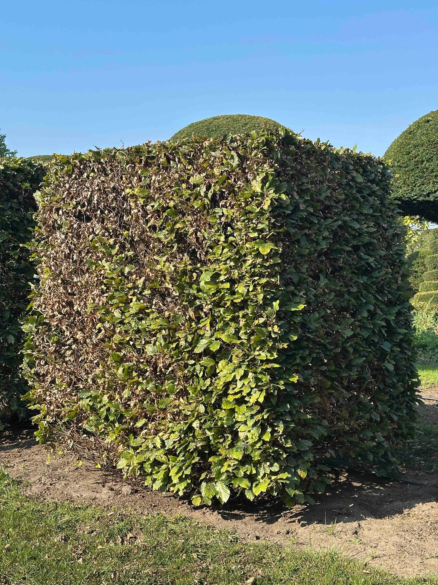 FS TOPIARY #023