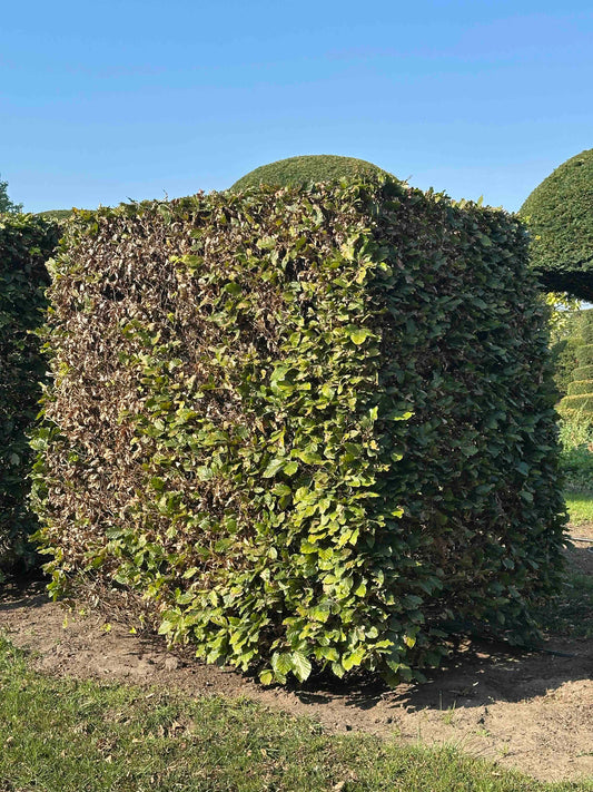 FS TOPIARY #023