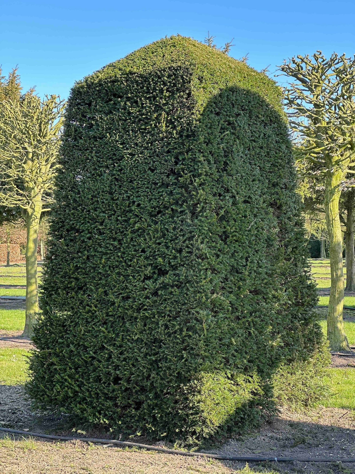 TB TOPIARY #485