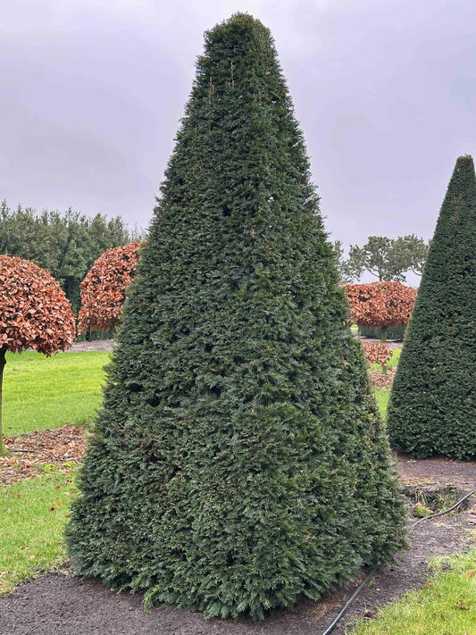 TB TOPIARY #260