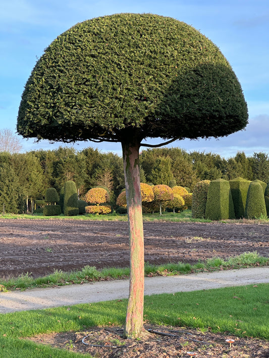 TB TOPIARY #638