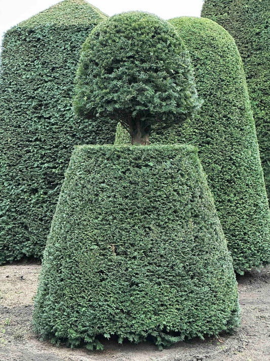 TB TOPIARY #103