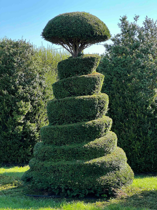 TB TOPIARY #005