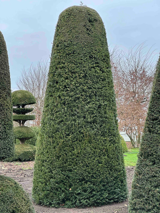 TB TOPIARY #438