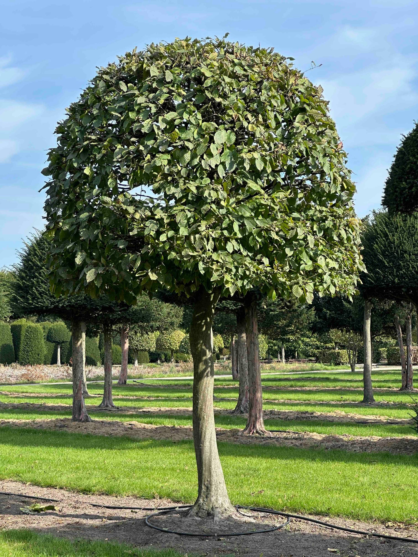 CB TOPIARY #133