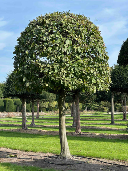 CB TOPIARY #133
