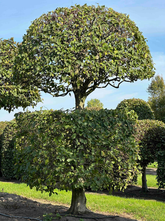 CB TOPIARY #155