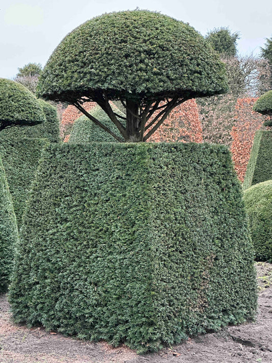 TB TOPIARY #136