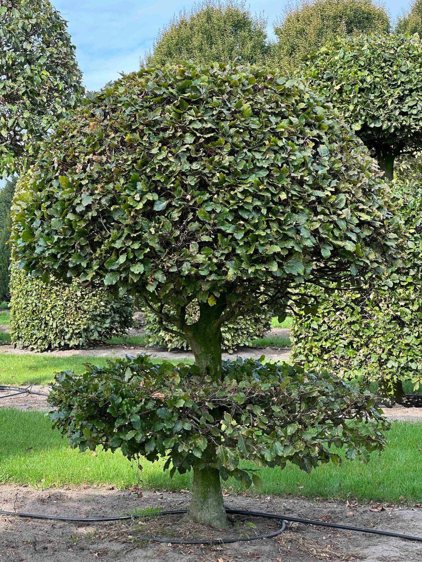 FS TOPIARY #095