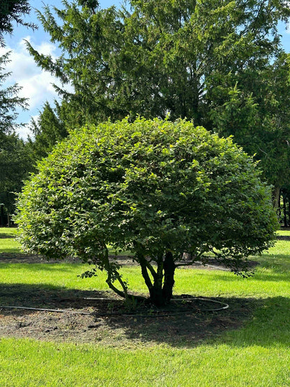 CB TOPIARY #180