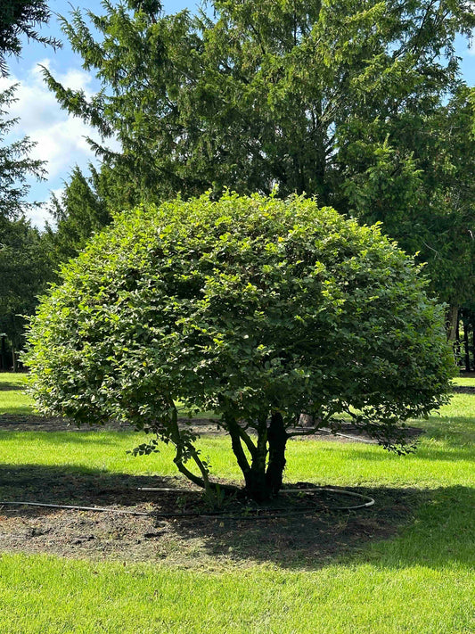 CB TOPIARY #180