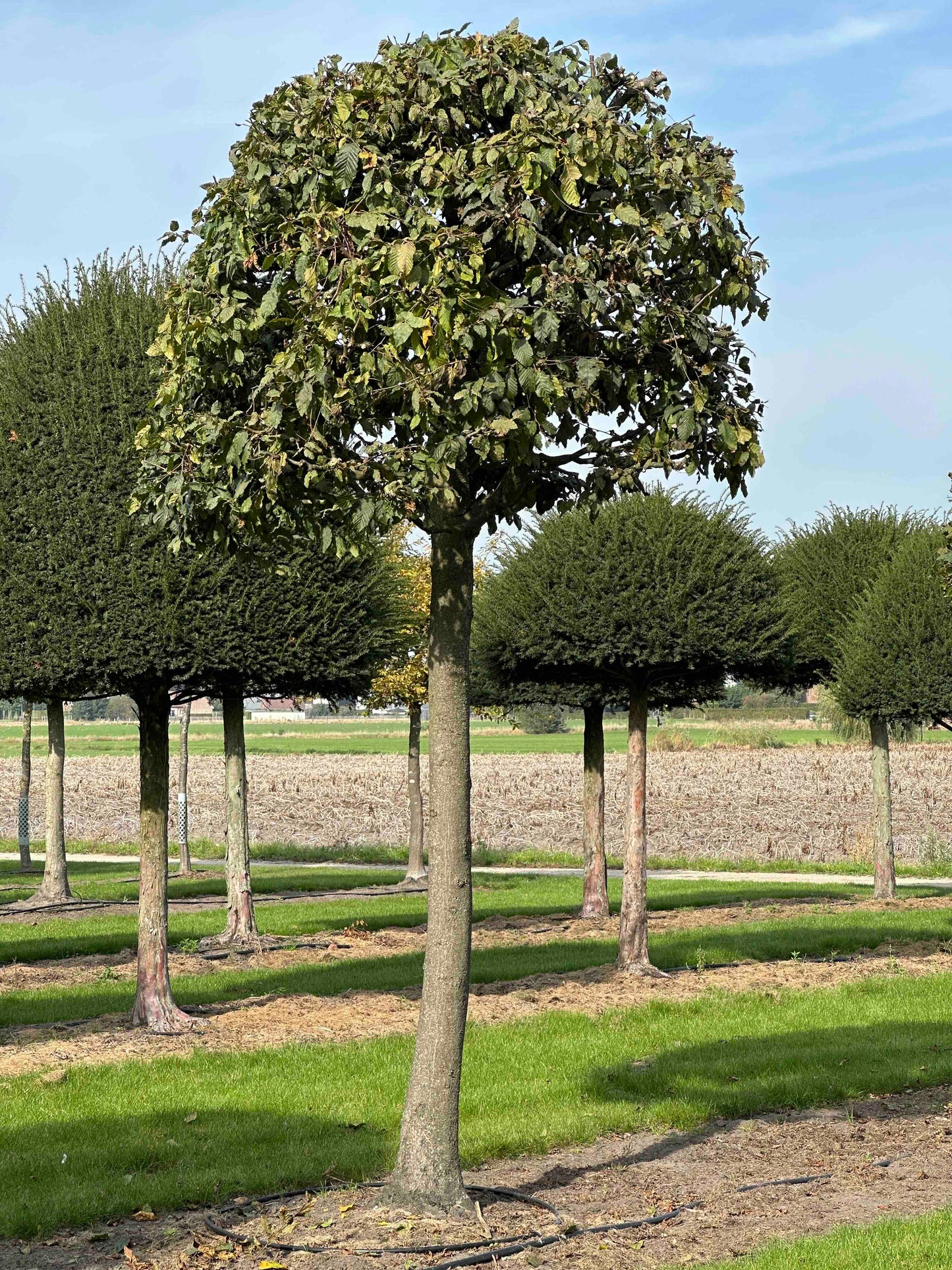 CB TOPIARY #119