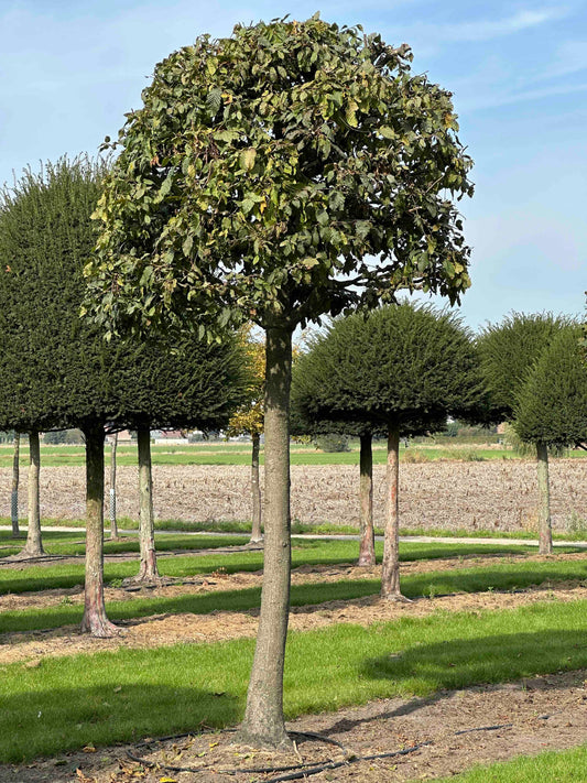 CB TOPIARY #119