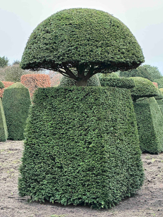 TB TOPIARY #135