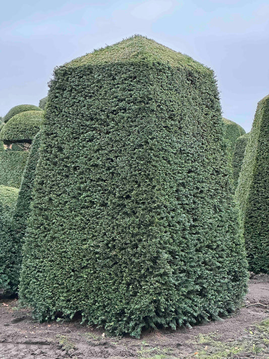 TB TOPIARY #96